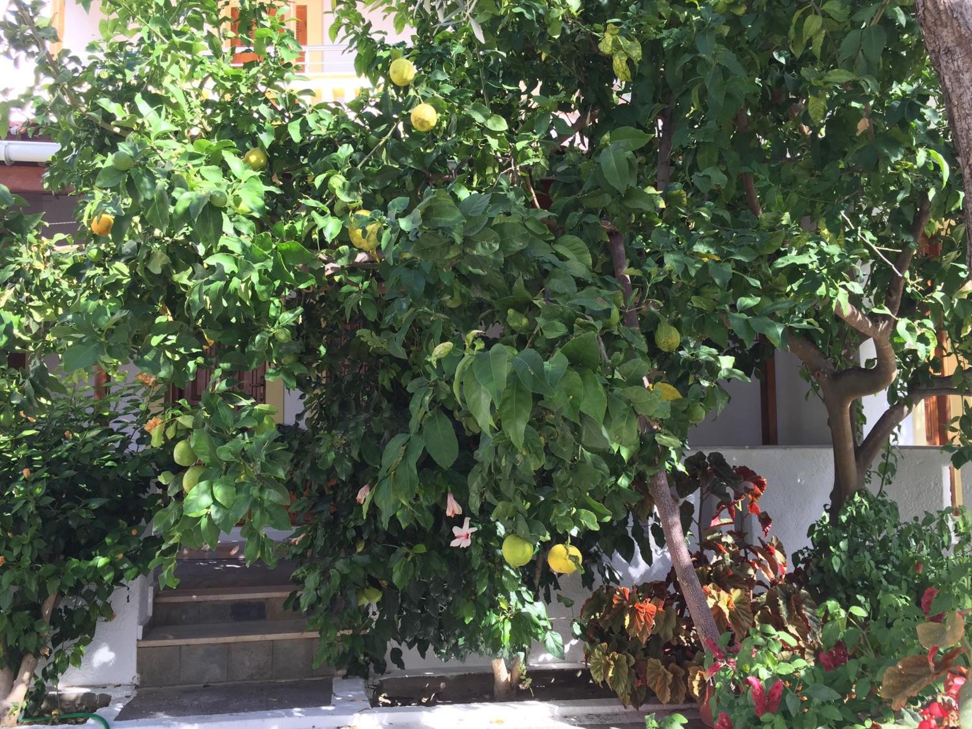 Livanina Apartments Kampos Marathokampou 외부 사진